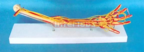 HUMAN ARM BONE MODEL WITH NERVES AND ARTERY